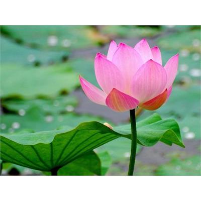 Rèm Cuốn Tranh 3D